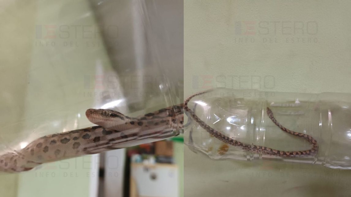 Vecinos del B° Villa del Carmen advierten por la aparición de víboras tras la crecida del Dulce