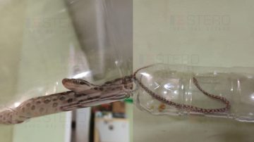 Vecinos del B° Villa del Carmen advierten por la aparición de víboras tras la crecida del Dulce