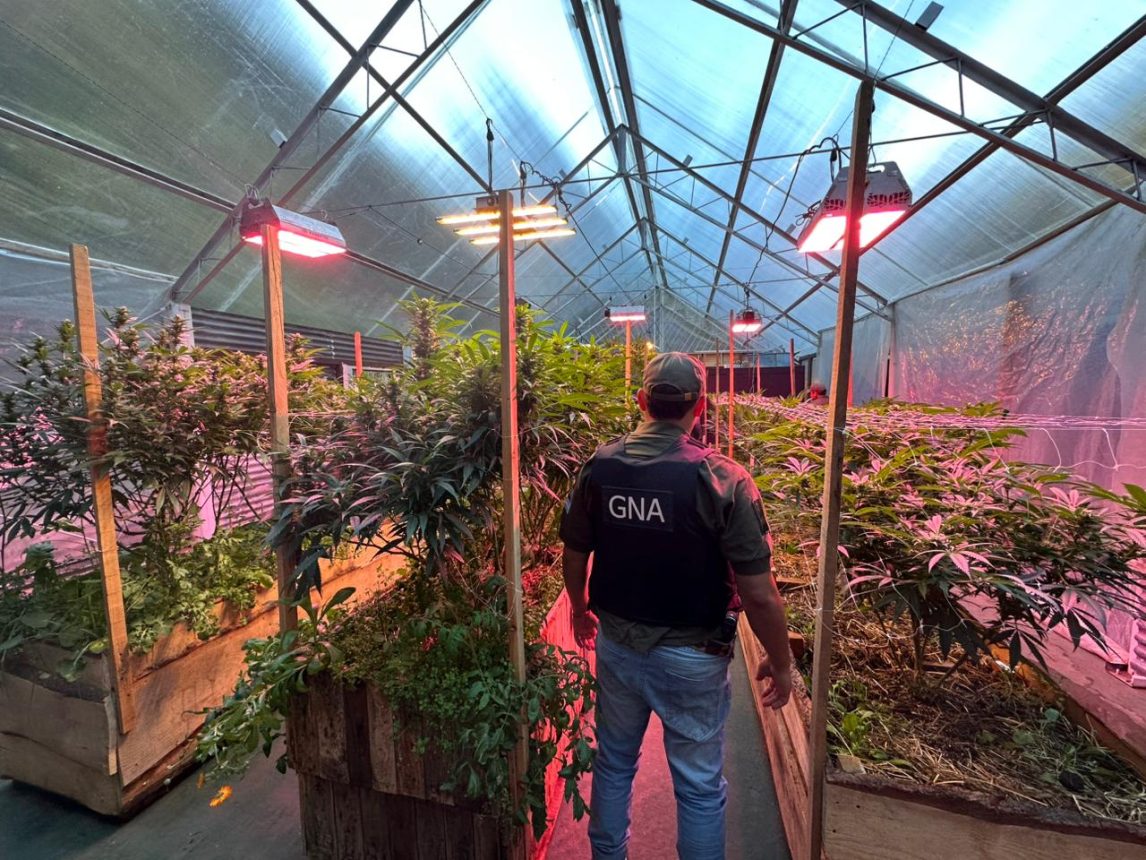 Desbaratan un invernadero clandestino de cannabis y secuestran más de 28 kilos