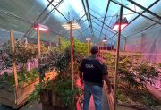 Desbaratan un invernadero clandestino de cannabis y secuestran más de 28 kilos