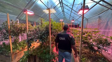 Desbaratan un invernadero clandestino de cannabis y secuestran más de 28 kilos