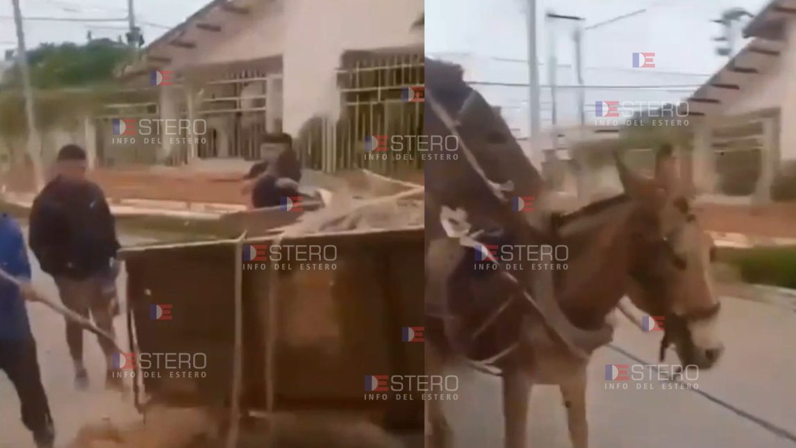 VIDEO | Maltrato animal en Termas: cargaron con escombros a mulares y les causaron graves heridas