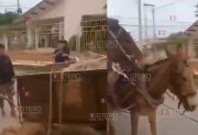 VIDEO | Maltrato animal en Termas: cargaron con escombros a mulares y les causaron graves heridas
