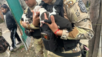 Rescatan a 10 perros Pitbull que eran maltratados y utilizados para la reproducción