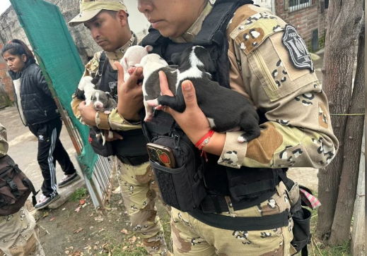 Rescatan a 10 perros Pitbull que eran maltratados y utilizados para la reproducción