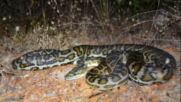 Hallan en una conservadora seis serpientes pitón alfombra que eran enviadas a Buenos Aires