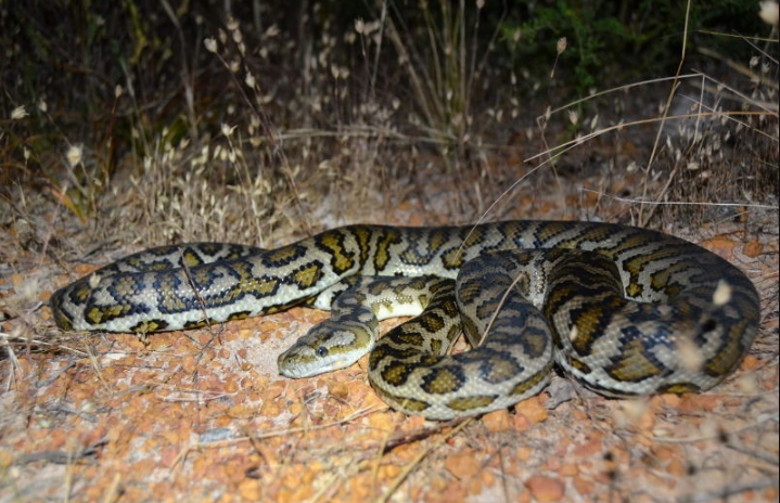 Hallan en una conservadora seis serpientes pitón alfombra que eran enviadas a Buenos Aires