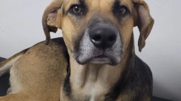 Arturo: el perro que esperó 25 días en un hospital cordobés a su dueño fallecido