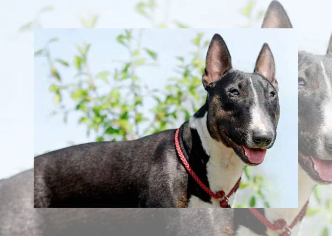 Tragedia: un hombre murió desangrado tras intentar separar una pelea entre sus perros