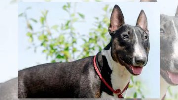 Tragedia: un hombre murió desangrado tras intentar separar una pelea entre sus perros