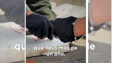 Gendarmería incautó casi una tonelada de cocaína y detuvo al capo Brian Bilbao