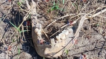 Difunden la primera imagen de los restos óseos hallados en la Costanera