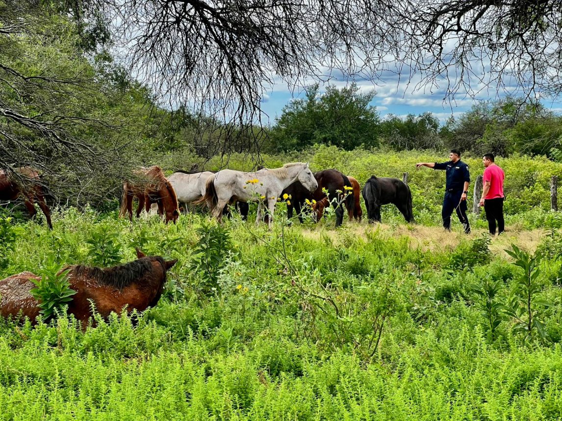 Guampacha: secuestran 13 animales yeguarizos que eran transportados sin la documentación correspondiente
