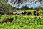 Guampacha: secuestran 13 animales yeguarizos que eran transportados sin la documentación correspondiente