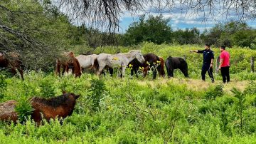Guampacha: secuestran 13 animales yeguarizos que eran transportados sin la documentación correspondiente