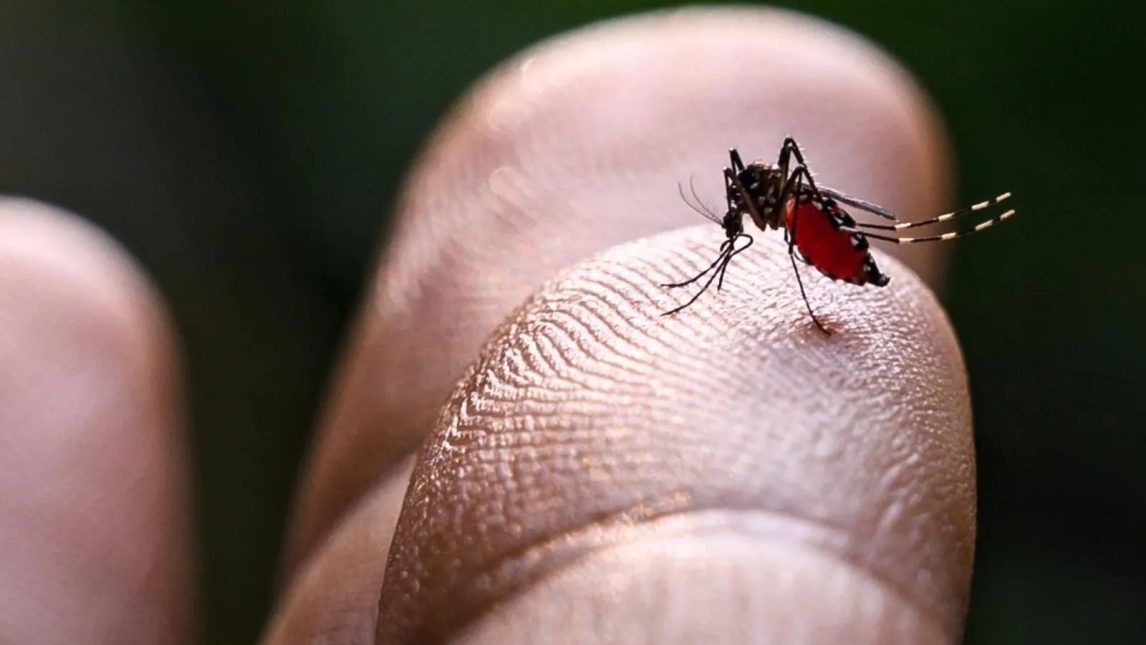 Registran nuevos casos de chikungunya en Santiago del Estero y ya suman 63