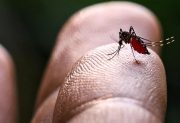 Registran nuevos casos de chikungunya en Santiago del Estero y ya suman 63