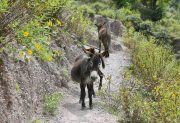Carne de burro en góndolas y polémica al rojo vivo en Chubut