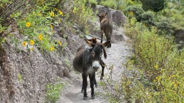 Carne de burro en góndolas y polémica al rojo vivo en Chubut