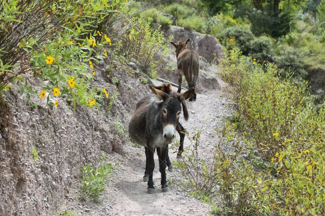 Carne de burro en góndolas y polémica al rojo vivo en Chubut