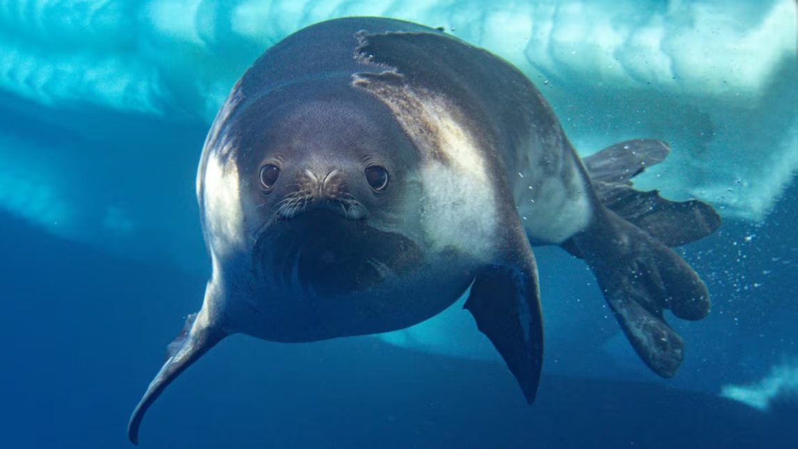Logran fotografiar bajo el agua a una de las focas más enigmáticas de la Antártida