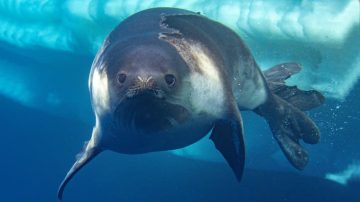 Logran fotografiar bajo el agua a una de las focas más enigmáticas de la Antártida