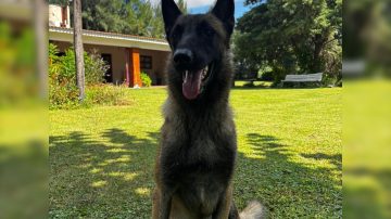 Piden ayuda para encontrar a “Tina”