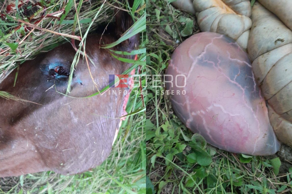 Río Hondo: Descuartizaron a una yegua preñada y a un potrillo