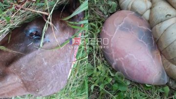 Río Hondo: Descuartizaron a una yegua preñada y a un potrillo