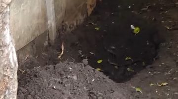 Macabro: un niño de 12 años halló el cuerpo de su madre enterrado en la casa de su pareja