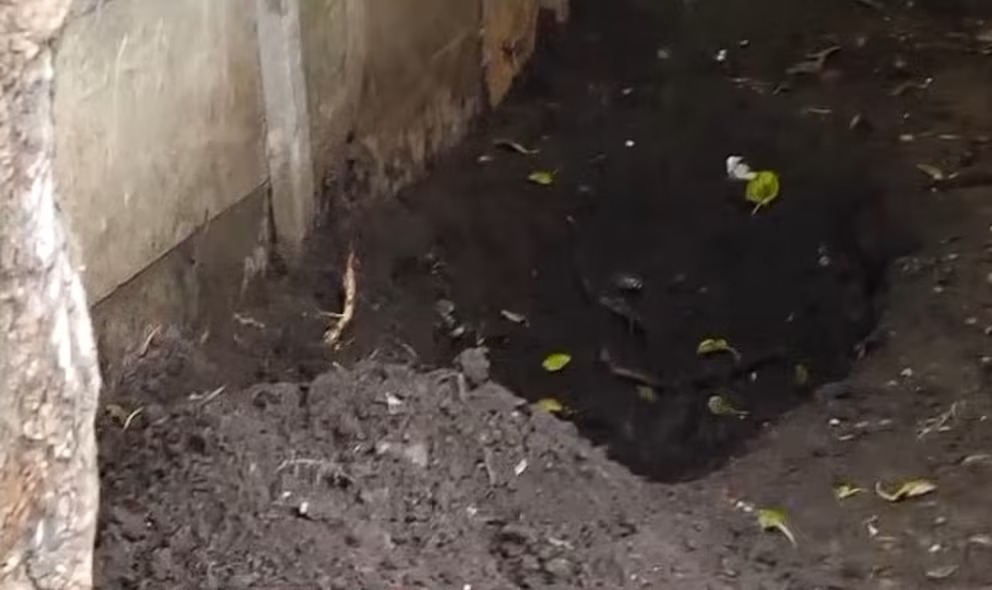 Macabro: un niño de 12 años halló el cuerpo de su madre enterrado en la casa de su pareja