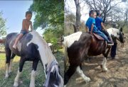 Robaron el caballo de dos niños con autismo y denuncian que los ladrones siguen haciendo de las suyas