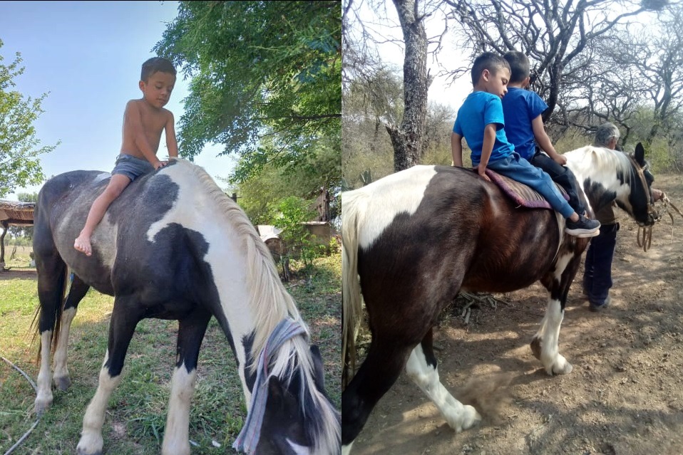 Robaron el caballo de dos niños con autismo y denuncian que los ladrones siguen haciendo de las suyas