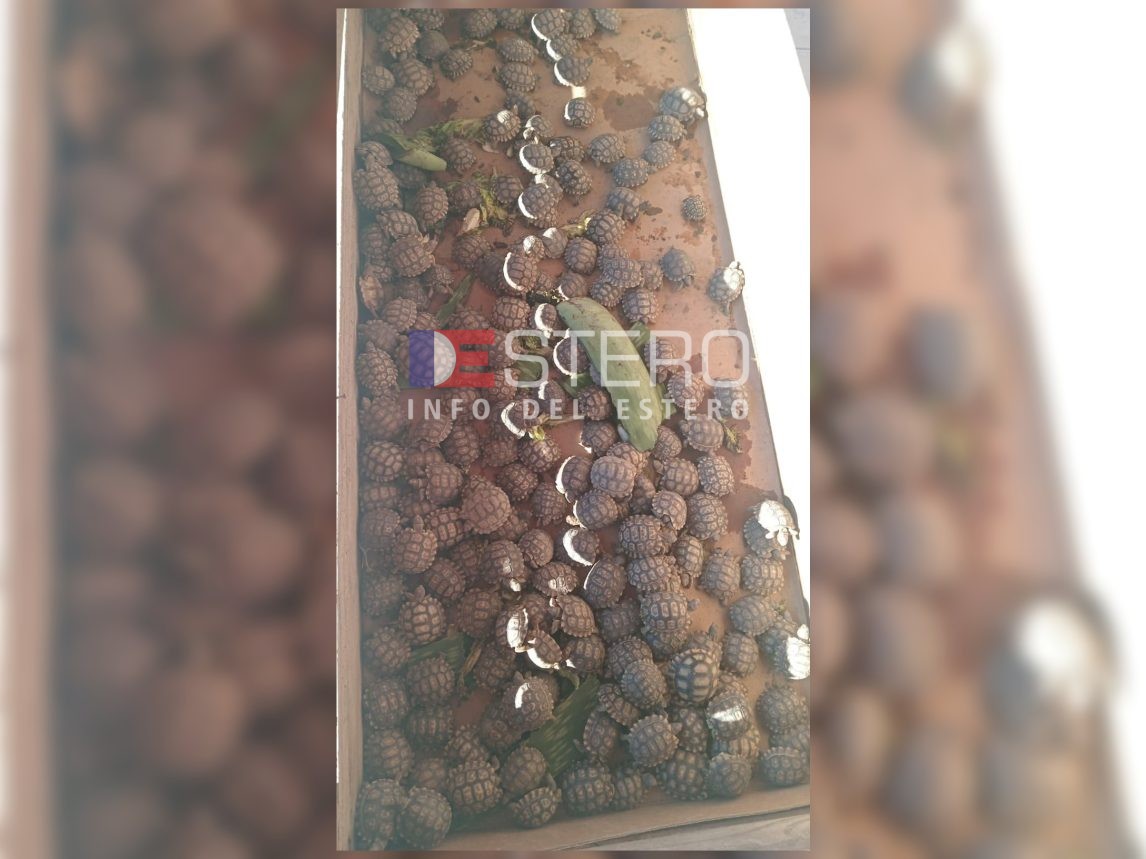 Rescataron más de 200 tortugas durante un allanamiento en Icaño e investigan tráfico ilegal de fauna