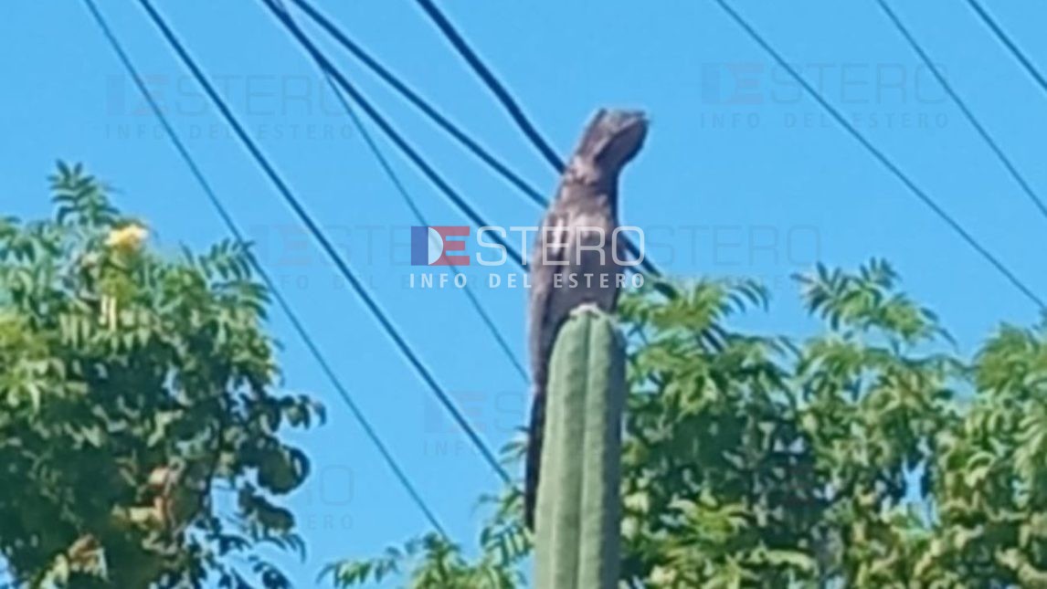 ¡Una maravilla! Lector de Info del Estero avistó un kakuy en el barrio Los Inmigrantes