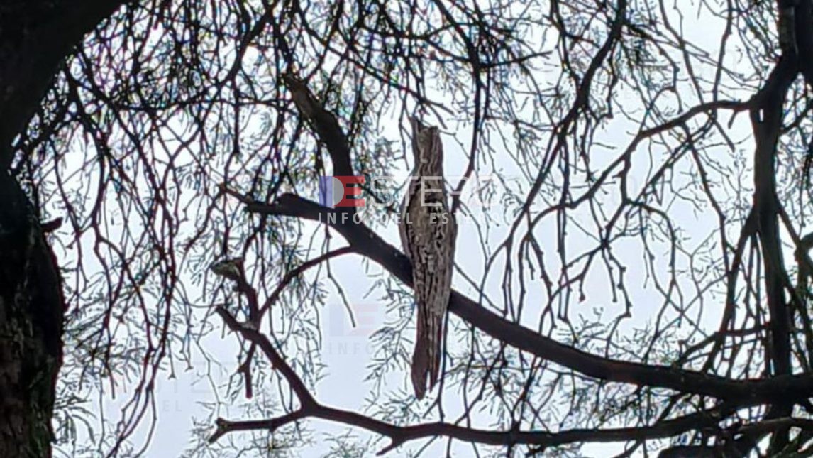 ¡Sorpresa en el Villa del Carmen! Apareció un kakuy y engalanó la mañana gris con su porte