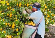 “No tengo vergüenza en decirlo, exportaba limones y ahora vendo en bolsitas”; duro relato de un productor