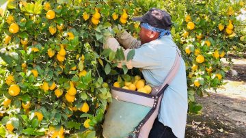 “No tengo vergüenza en decirlo, exportaba limones y ahora vendo en bolsitas”; duro relato de un productor