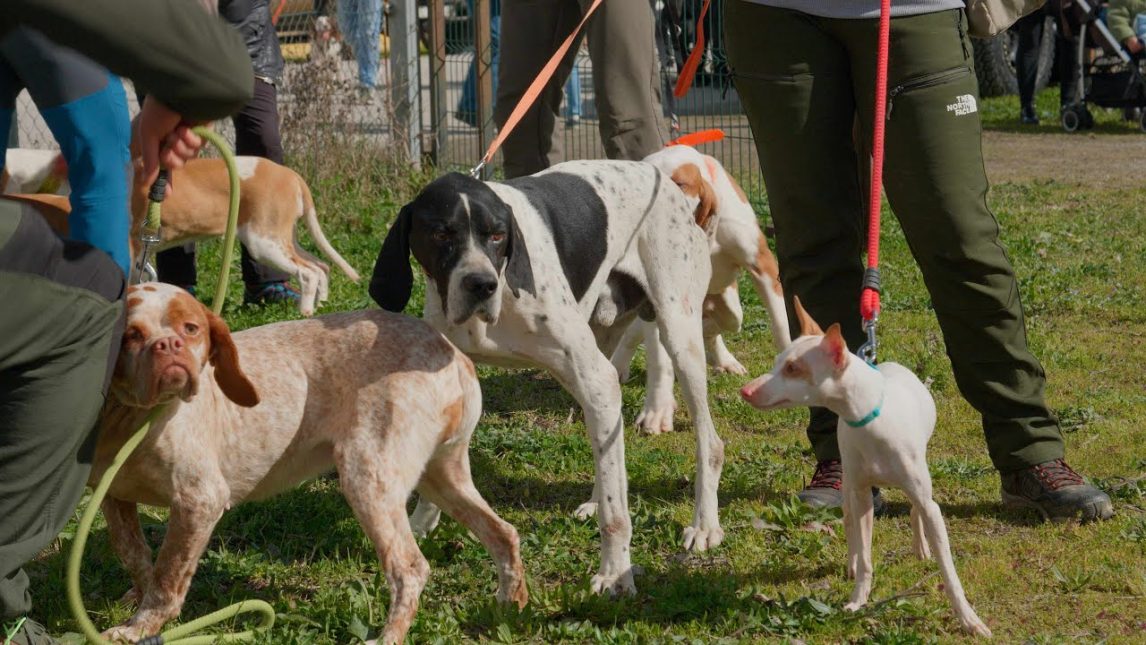 La Asociación Protectora “Bichos” celebrará el Día del Animal con una nueva edición de sus premios