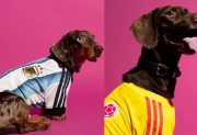 Adidas lanzó su línea de camisetas para perros con las selecciones de Argentina, México, Colombia y Japón