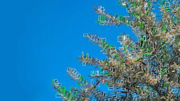 Desarrollan en Argentina un robot con inteligencia artificial para detectar plagas y aplicar pesticidas