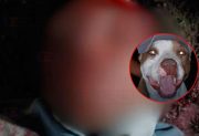 Delincuente fue desfigurado por un pitbull cuando ingresó a una vivienda del B° John Kennedy