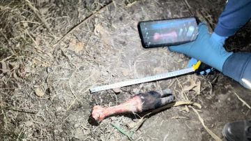 Campo Gallo: cuatreros fueron descubiertos cuando faenaban dos vacas y quedaron detenidos