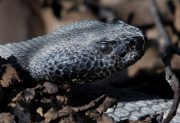 Los Juríes: rescate de emergencia tras la mordedura de una serpiente cascabel