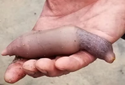 Tras la ciclogénesis, las playas quedaron invadidas de “peces pene”: todos los beneficios de este ejemplar que es considerado un manjar