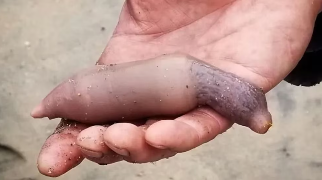 Tras la ciclogénesis, las playas quedaron invadidas de “peces pene”: todos los beneficios de este ejemplar que es considerado un manjar