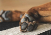 Conmoción en Añatuya: denuncian que asesinaron a tiros a una perrita preñada