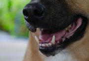Una nena de 4 años murió tras ser atacada por un perro mestizo
