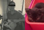 Denunciaron a un joven por torturar y asesinar a 16 gatos que pidió en adopción