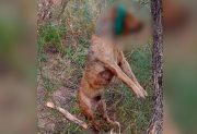 Detuvieron a un hombre acusado de graves casos de crueldad animal